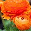 Renoncule - Set de 80 - Ranunculus - Bulbes à fleurs Voir les images du produit 3