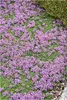 Stauden Gänge 100 x Thymus praecox 'Minor' - Produktbild-Vorschau 1