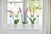Three potted orchid plants are displayed on a windowsill. Produktbild-Vorschau