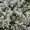 6 x Gypsophila  - Gypsophila paniculata 'Schneeflocke'  | Anteprima dell’immagine prodotto 1