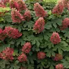 A close-up view of a flowering plant with large green leaves and clusters of pink flowers. Produktbild-Vorschau