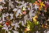 Liquidambar styraciflua, Amberbaum, 100–125 cm Produktbild-Vorschau 10