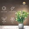 A potted white oleander plant with informational icons about its care requirements. Produktbild-Vorschau