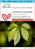 SAFLAX Ensemble-cadeau - La plante de l’immortalité - 30 Voir les images du produit 1