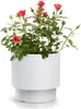 A potted rose plant with red flowers in a white planter. Produktbild-Vorschau