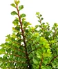 Chinesische Ulme 'Ulmus parvifolia Seiju' Hochstamm 80 - Produktbild-Vorschau 2