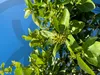 Sunny Tree - Limettenbaum große 180 Zentimeter - Citrus Produktbild-Vorschau 5