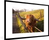 MuchoWow® MuchoWow® Gerahmtes Poster Scottish Hochlandrind Produktbild-Vorschau 1