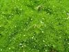 Stauden Gänge 100 x Sagina subulata - Sternmoos - Weiche Produktbild-Vorschau 3