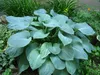 Stauden Gänge 3 x Hosta plantaginea 'Fragrant Blue' im 1 Produktbild-Vorschau 5