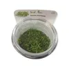 Teichlebermoos - Riccia fluitans Port. Produktbild-Vorschau 5