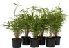A group of potted bamboo plants arranged together against a white background. Podgląd zdjęcia produktu