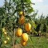 A close-up view of several ripe pepino melons hanging from a tree branch in an orchard. Podgląd zdjęcia produktu