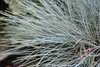 Stauden Gänge 3 x Festuca glauca/cinerea 'Elijah Blue' im 1 Produktbild-Vorschau 6