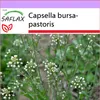 SAFLAX - pastierska kabelka - Capsella bursa-pastoris - Náhľad obrázku produktu 10