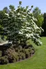Cornus kousa, Japanischer Blumen-Hartriegel, 100–125 cm Produktbild-Vorschau 5