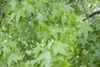 Liquidambar styraciflua, Amberbaum, 100–125 cm Produktbild-Vorschau 3