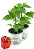 Enseleits 2er Set Rote Blockpaprika "Indired F1" im 12cm Produktbild-Vorschau 1