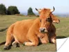 MuchoWow® Poster Kuh - Braun - Horn 160x120 cm - Foto Produktbild-Vorschau 2