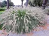 Stauden Gänge 5 x Pennisetum alopecuroides im 1 Liter Topf Produktbild-Vorschau 9