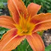 6x Hemerocallis Sammy Russell P9H20 Produktbild-Vorschau 2