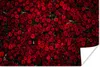 MuchoWow® Poster Blumen - Rosen - Rot 60x40 cm - Produktbild-Vorschau 1