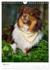 Australian Shepherds (Wandkalender 2027 DIN A4 hoch), Produktbild-Vorschau 6