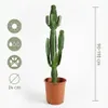 Euphorbia Acrurensis, Wolfsmilch, Sukkulente, 80-100 cm, Produktbild-Vorschau 7