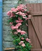 Clematis Hybrid 'Comtesse de Bouchaud', rosa Blüten, 40–60 Produktbild-Vorschau 12