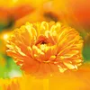 Weleda Bagno Crema alla Calendula 200ml Anteprima dell’immagine prodotto 12