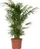 Chamedora - Chamaedorea elegans - Wysokość 50-60cm - ⌀17cm Podgląd zdjęcia produktu 1
