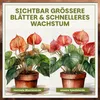 Green Home Aroid Erde 18 L – Spezialerde für Monstera, Produktbild-Vorschau 6