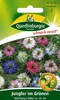 Quedlinburger Jungfer im Grünen Mischung - Blumensamen Produktbild-Vorschau 1