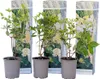 Hortensia - Set de 3 - Hydrangea paniculata 'Phantom' - Voir les images du produit 1