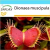 SAFLAX Darčeková sada - Venuša - mucholapka - Dionaea Náhľad obrázku produktu 9