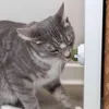 Katzenminze Ball mit Halterung ø 5 cm Náhľad obrázku produktu 8