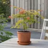 A potted Japanese maple tree sits on a wooden table outdoors. Produktbild-Vorschau