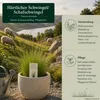Härtlicher Schwingel/ Schafschwingel festuca trachyphylla | Produktbild-Vorschau 5