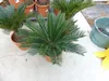 XL Premium Palmfarn 70 - 90 cm Cycas Revoluta Sagopalme Produktbild-Vorschau 9