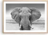 Gerahmtes Poster - Rahmen in heller Eiche - Elefant Afrika Produktbild-Vorschau 1