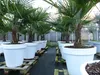 XXL Palme winterhart inkl. Pflanzkübel weiß, 180 - 220 cm Produktbild-Vorschau 8