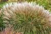 Stauden Gänge 3 x Miscanthus sinensis 'Adagio' im 1 Liter Produktbild-Vorschau 3