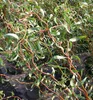 Lockenweide, 40-50 cm, Cont. 2,5 l Produktbild-Vorschau 5