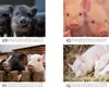 Schweinchenzauber Tischkalender 10x10cm für 2027 Schweine Produktbild-Vorschau 4
