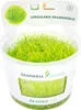 Grasartiger Wasserschlauch - Utricularia graminifolia Produktbild-Vorschau 1
