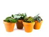Gardners Begonia rex mix, priemer 6 cm Náhľad obrázku produktu 5