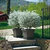 euro3plast 170-962 Dessous de plat pour KREA 35 cm, Voir les images du produit 6