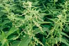 Graines d'ortie bio entières 500 g Voir les images du produit 3