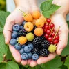 GreenboutiQ - Obstpflanzen - Regenbogen - Rote Produktbild-Vorschau 5