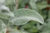 Stachys byzantina, Wollziest, silbrig, ca. 9x9 cm Topf Produktbild-Vorschau 8
